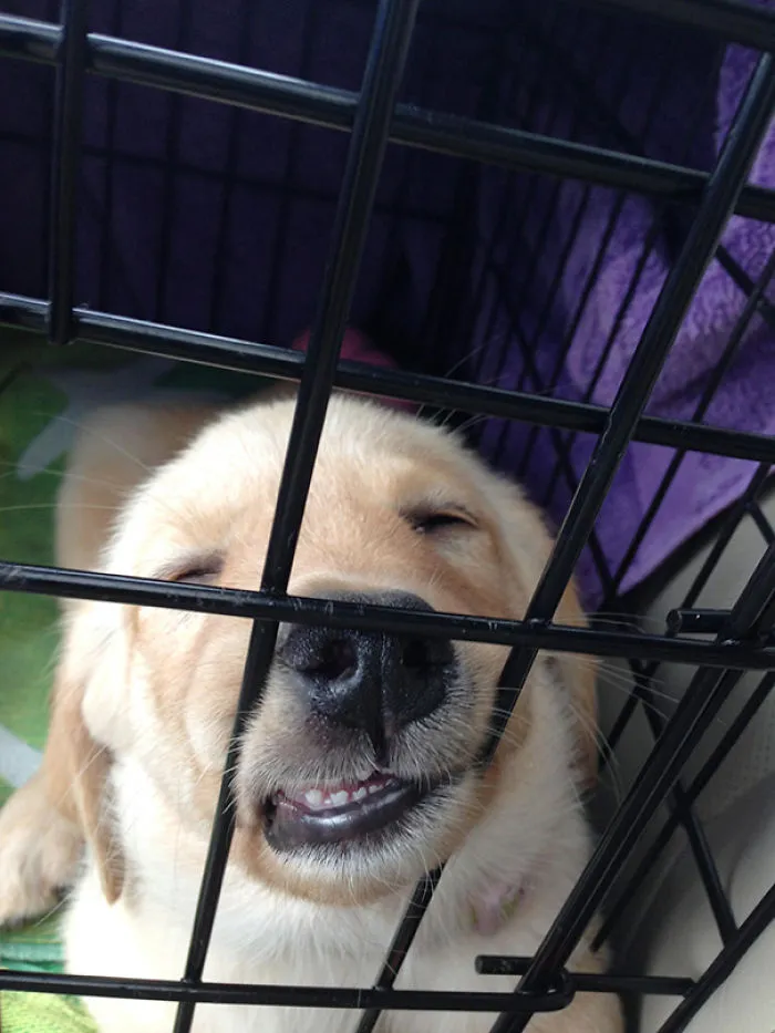 Cute Sleeping Puppy