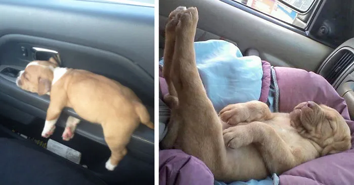 142 Puppies That Can Sleep Anywhere And Anytime