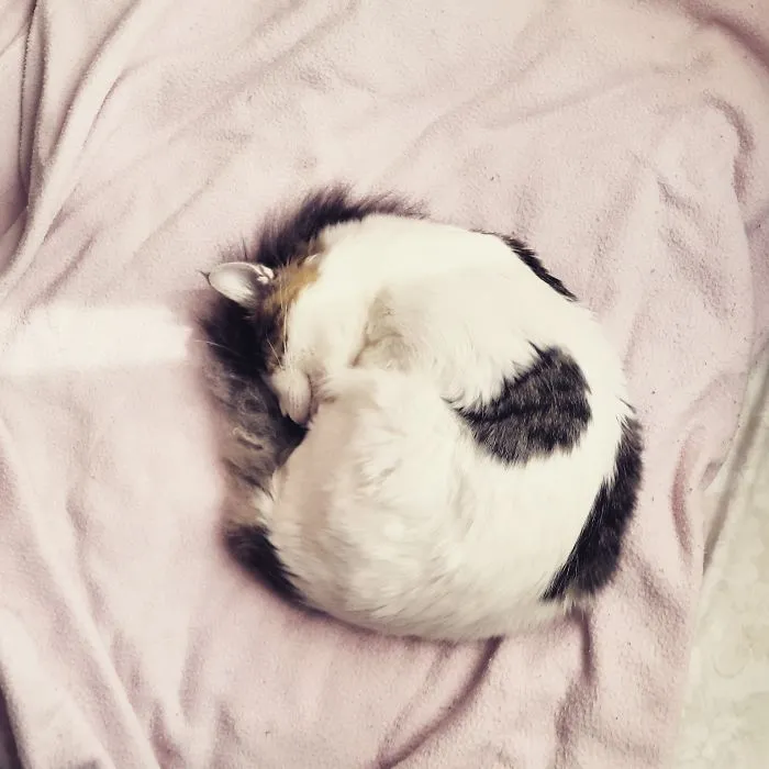 Sleepy Kitty