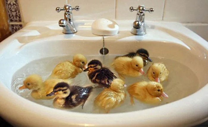 Who Needs A Pond?