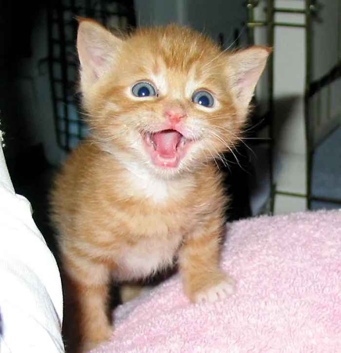 Tuffy Is Happy To Meet You