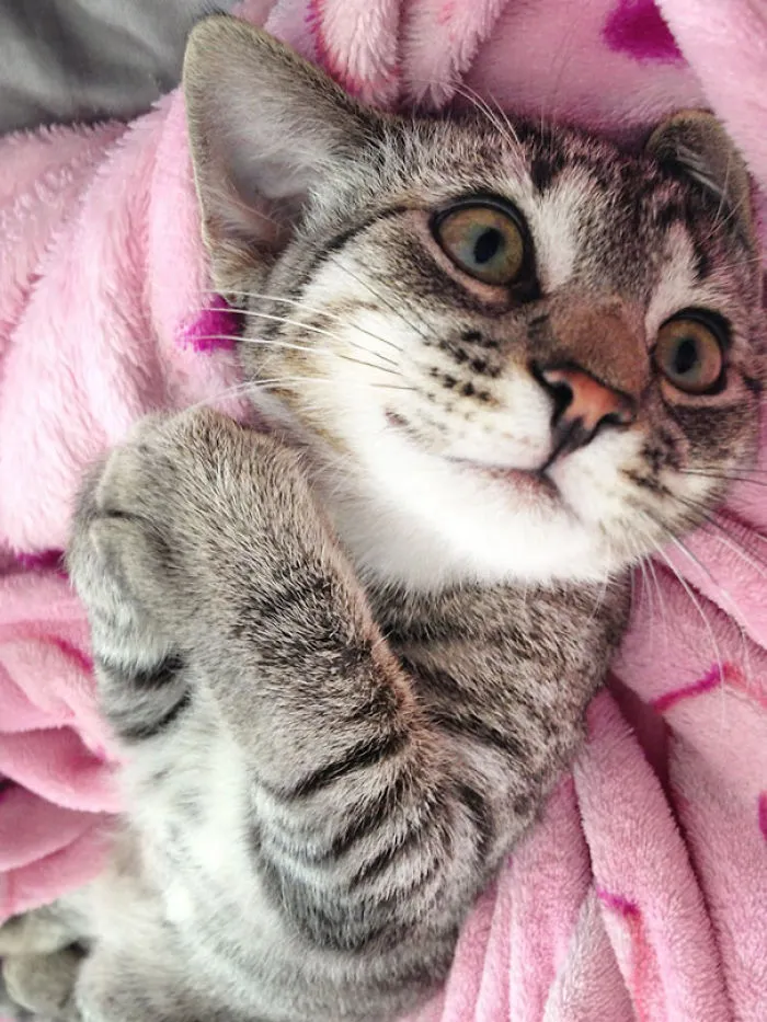 But I Really Want It, Please
