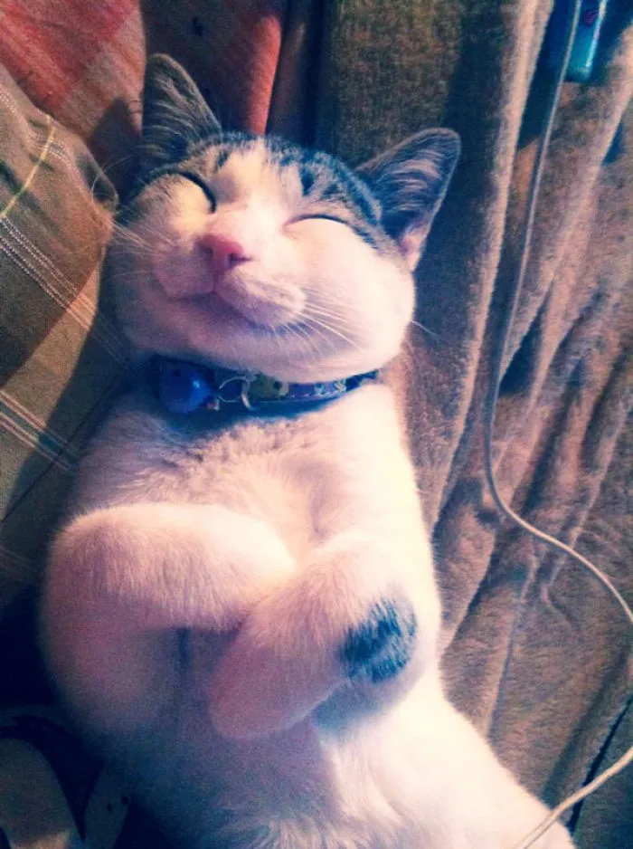 I Think My Girlfriends Cat Is Pretty Happy At Home