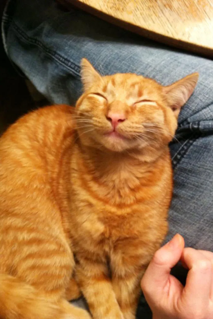 He's A Happy Cat