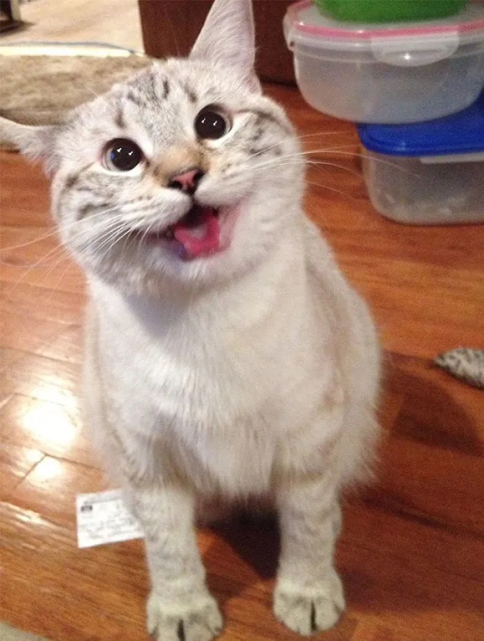 Happy Cat