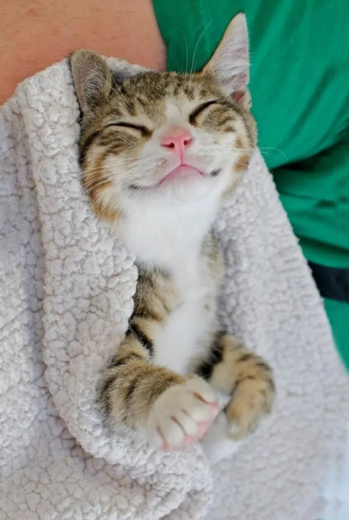 Smiling Cat