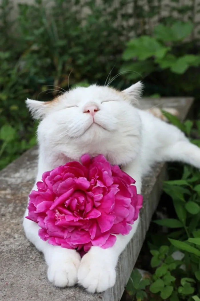 Smiling Cat