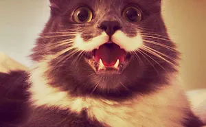 95 Of The Smiliest Cats On The Internet