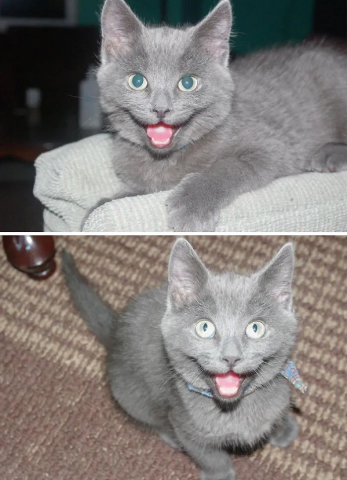 My Friends Cat Is Always Smiling