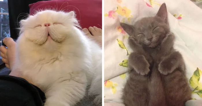 95 Of The Smiliest Cats On The Internet