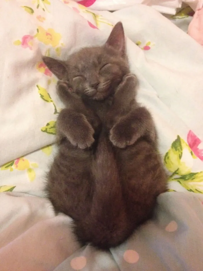 Smiling Cat
