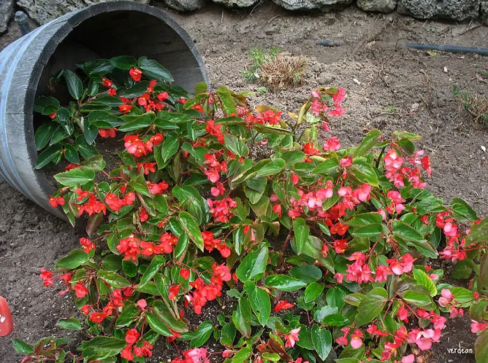 15 Spilled Flower Pots That Turn Your Flowers Into Streams Of Paint