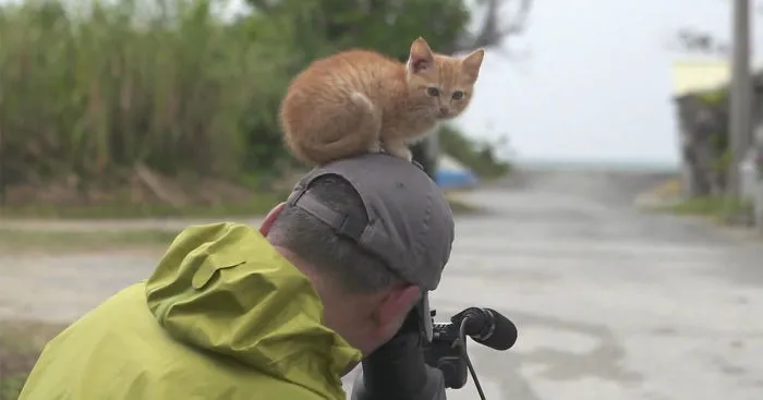 Stray Kitten Befriends Famous Wildlife Photographer By Using Irresistible Cat Tricks