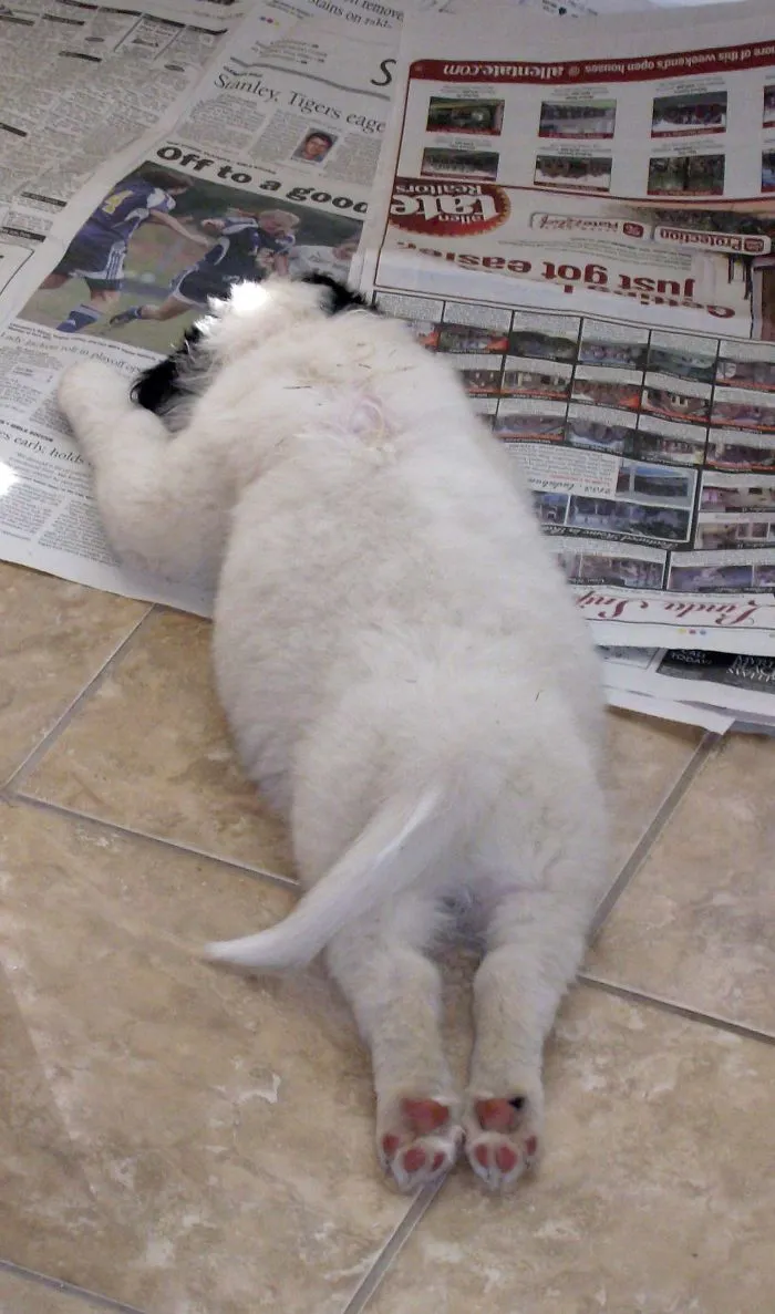 Pooped Puppy