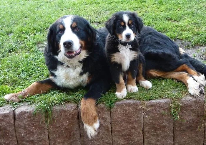 Charlie + Chaplin (father + Son)