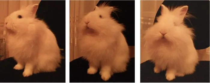 The Funny Bunny