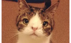 Appearance Doesn't Matter! We Are All Pawsome!