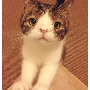 Monty Boy