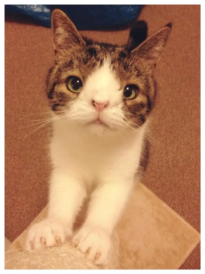 Appearance Doesn't Matter! We Are All Pawsome!
