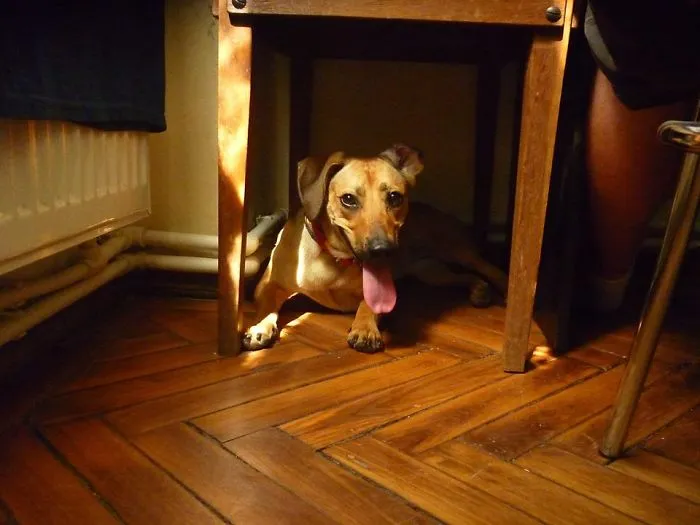 Labstaff (labrador + Amstaff)