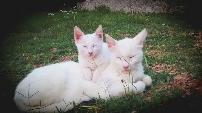 Starshine & Mother Lilith