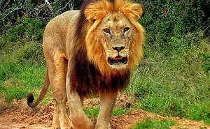 I Traveld The World And Saw Some Animals On The Way.