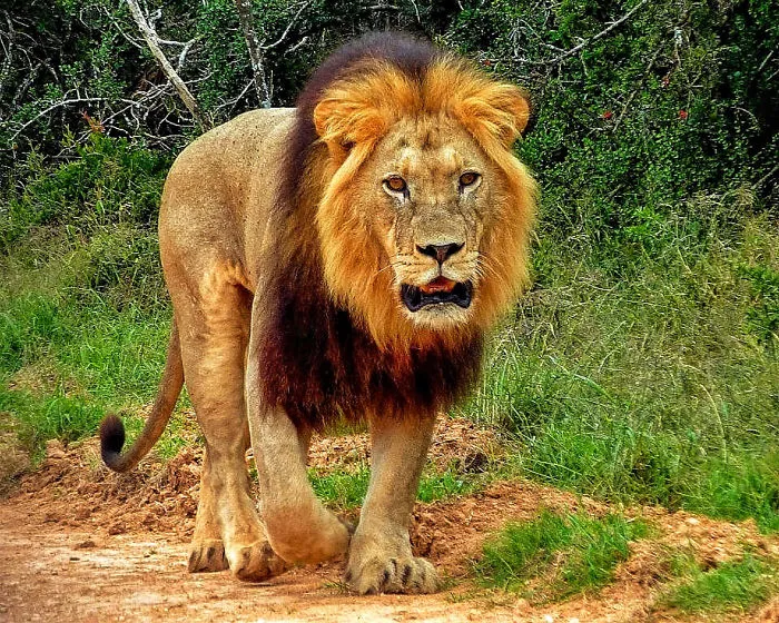 I Traveld The World And Saw Some Animals On The Way.