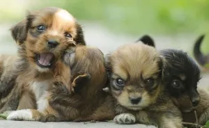 How Many Puppies Are In This Photo?