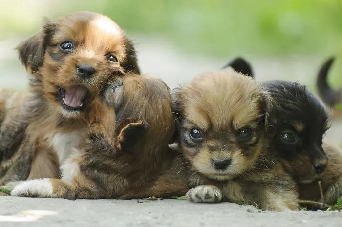 How Many Puppies Are In This Photo?