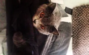 20 Funny Cats That Love To Hang Out In Your Underwear