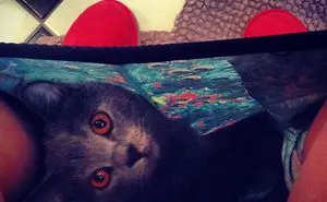 20 Funny Cats That Love To Hang Out In Your Underwear