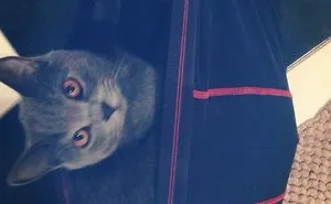 20 Funny Cats That Love To Hang Out In Your Underwear