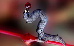 I Capture The Worlds Beneath Our Feet Using My Iphone And A Small Macro Lens