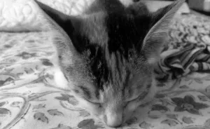 Chu-chay, Adorable Kitten Sisters We Adopted