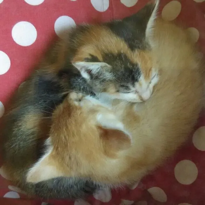 Chu-chay, Adorable Kitten Sisters We Adopted
