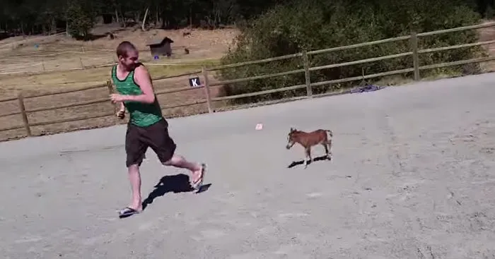 Tiniest Horse Ever That Can't Stop Chasing His Giant Human