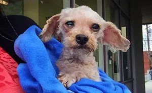 I Rescued A 2-Legged Stray Dog That Spent 10 Painful Years On The Streets