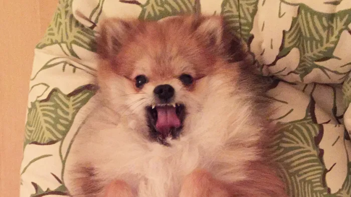 Pom Pom Chewy The Pomeranian Smiles No Matter The Situation