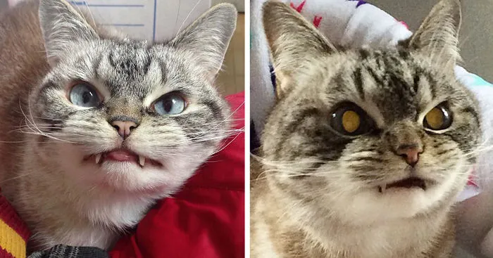 Adopted Vampire Cat 'Loki' Has The Most Evil Look Ever