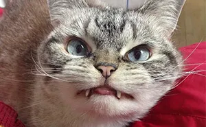 Adopted Vampire Cat 'Loki' Has The Most Evil Look Ever