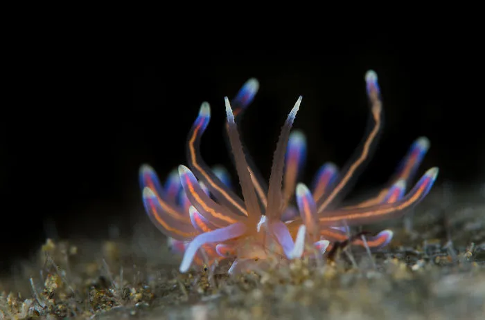 Colorful sea slug with vibrant neon appendages on ocean floor, showcasing unique alien-like features of sea slugs.