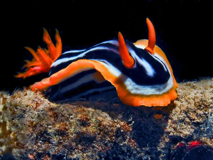 Colorful sea slug with black, white, and orange stripes on ocean floor, showcasing unique alien-like appearance of sea slugs.