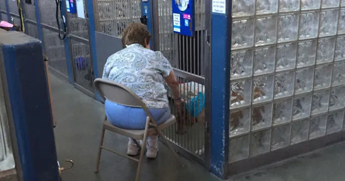 Woman Reads To Old Shelter Dogs To Make Them Feel Less Lonely