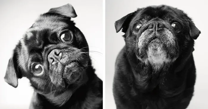 Heartmelting Pics Of Aging Dogs Show Them Grow From Puppyhood To Old Age