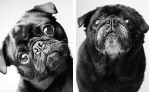 Heartmelting Pics Of Aging Dogs Show Them Grow From Puppyhood To Old Age