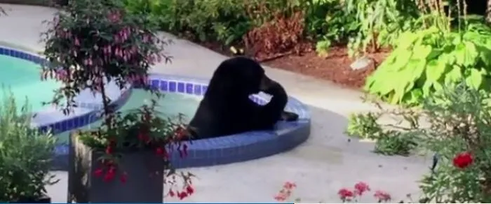 Big Bear Chooses To Relax And Freshen Up In A Family Garden Pool