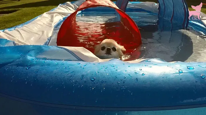 Cute Chihuahuas Swimming