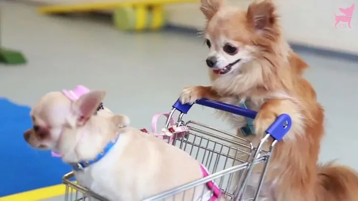 Cute Chihuahua Tricks!