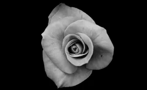 I Take Black & White Photos Of Garden Flowers To Show The Beautiful Symmetry Of Nature