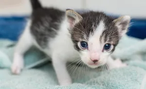 Every Day, I Photograph My Foster Cat And Her Kittens